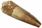 Fossil Spinosaurus Tooth - Real Dinosaur Tooth #299138-1